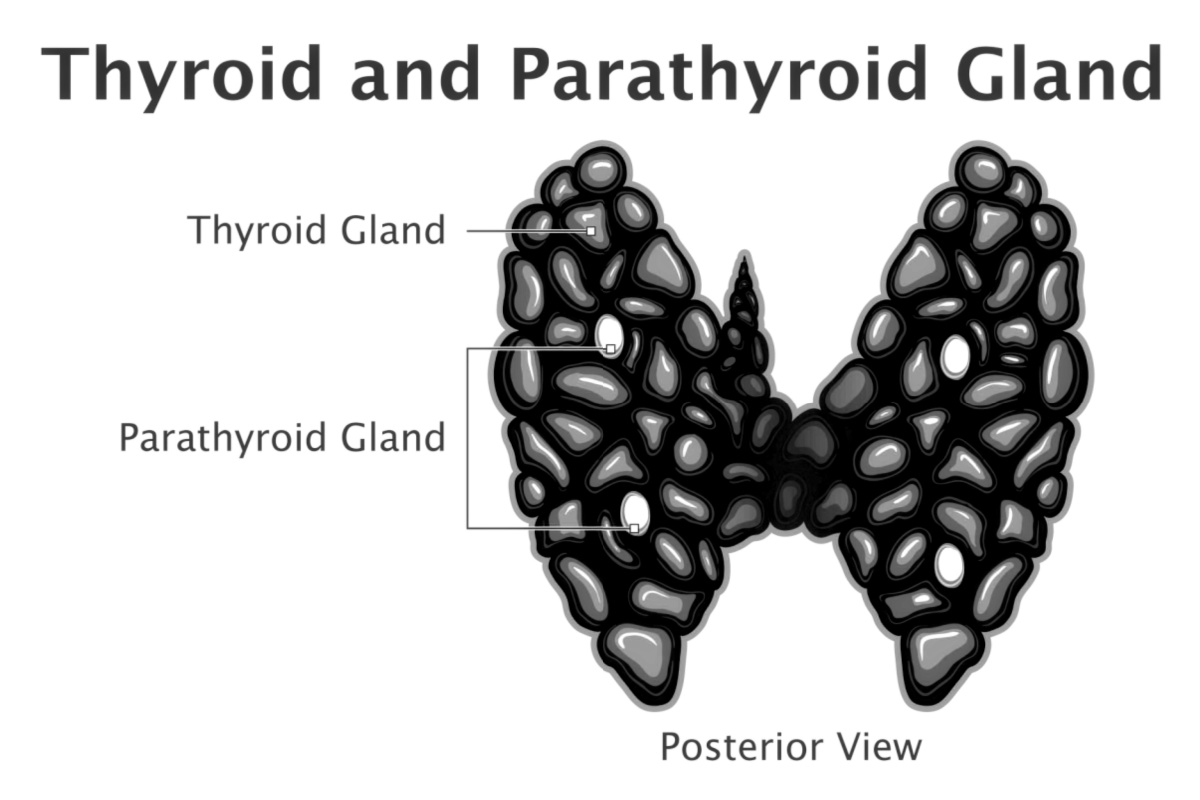 Bisköldkörtlar och blodprov