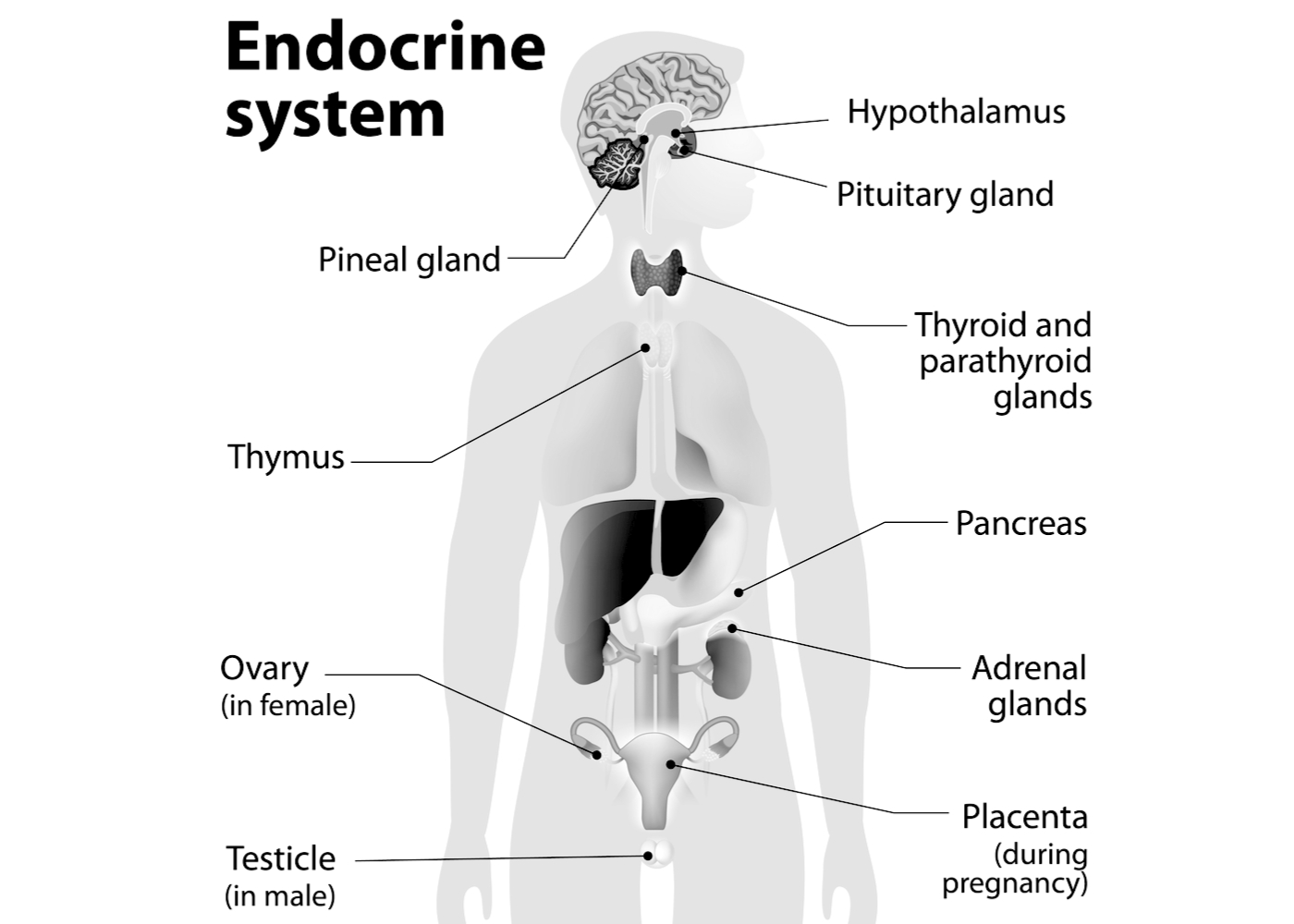 Kroppens hormonsystem