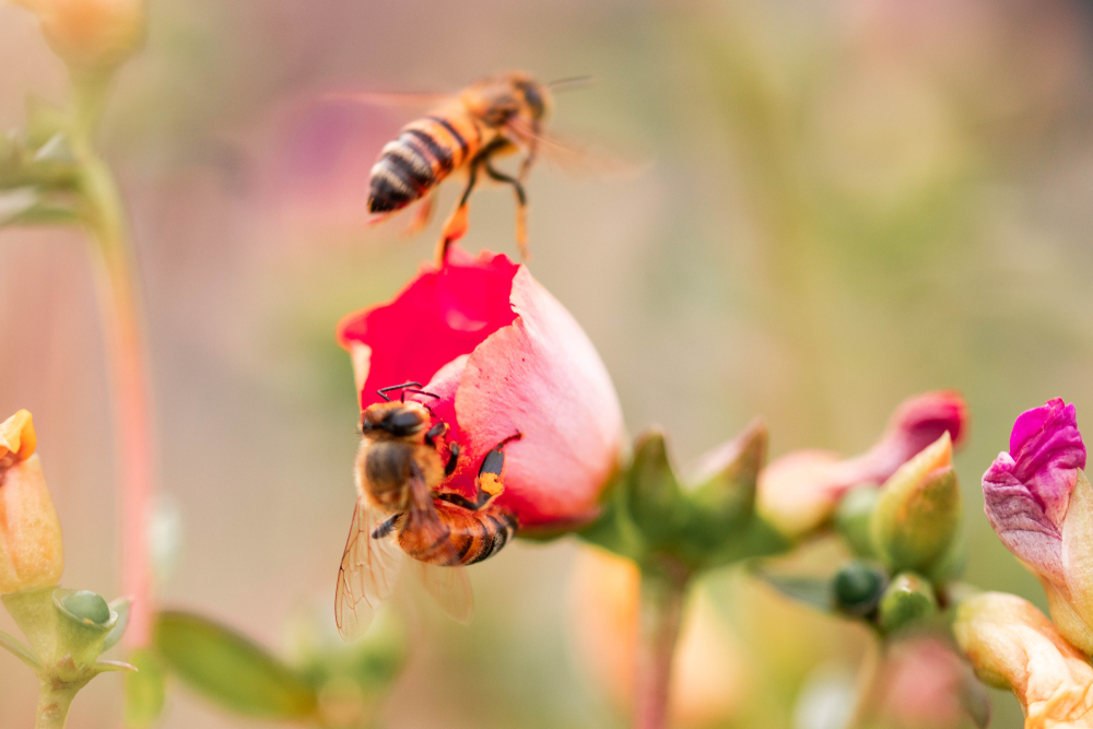fertilitet och blodprov