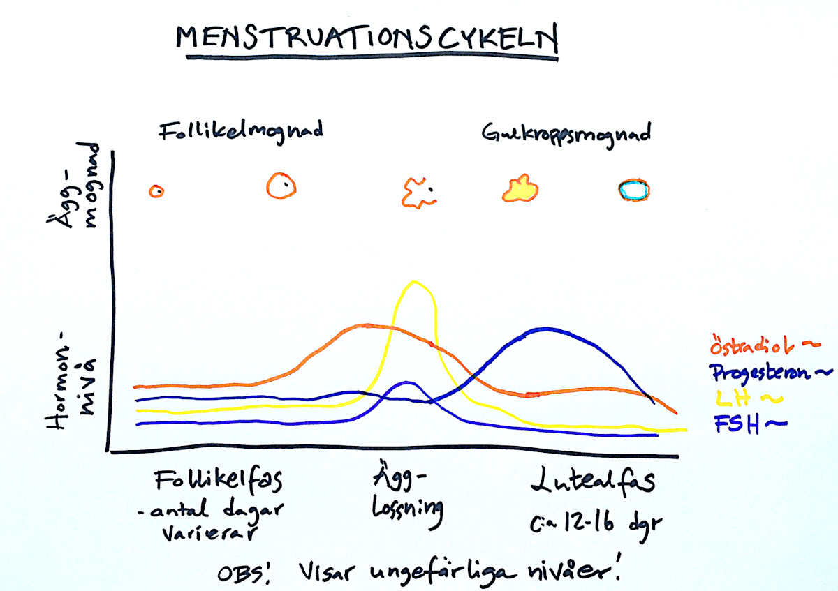 menstruationscykeln hormoner blodprov