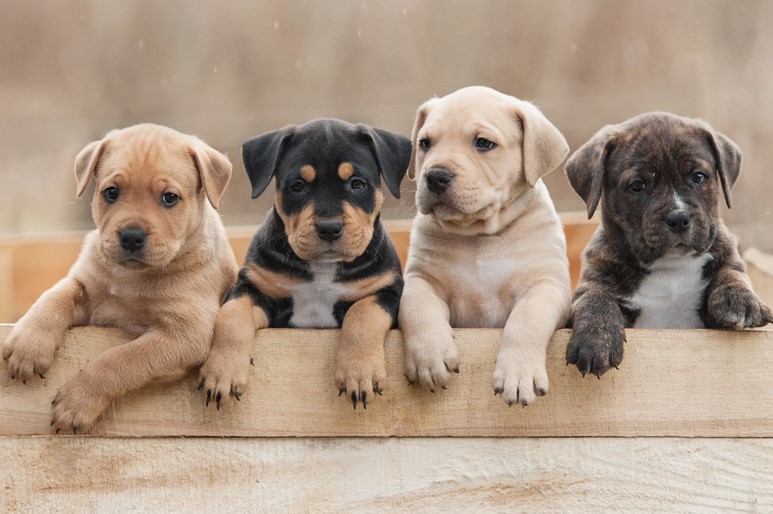 testa palsdjusallergi